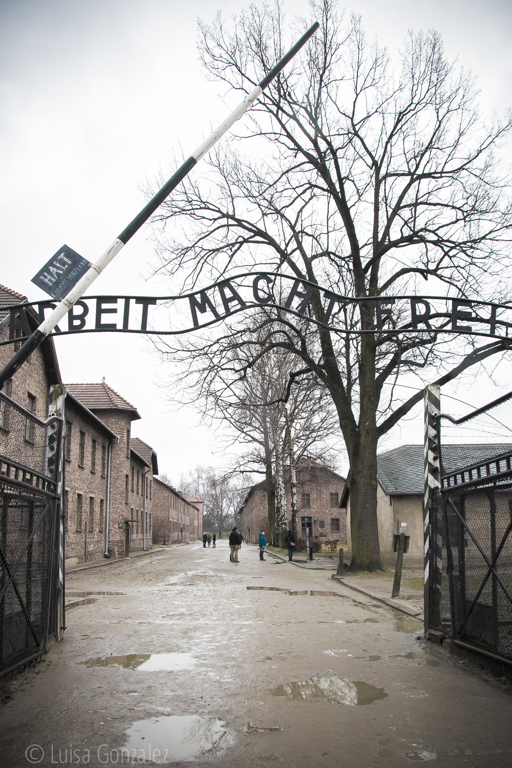 01-Auschwitz-LGGP-2015